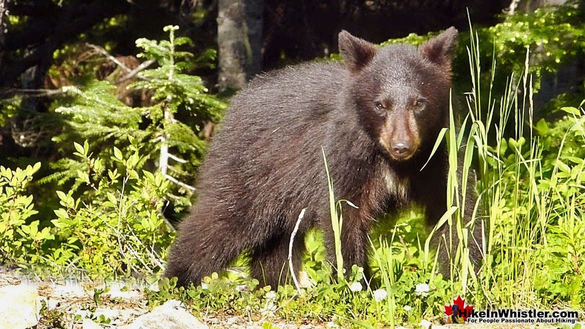 Bear in the Callaghan Valley