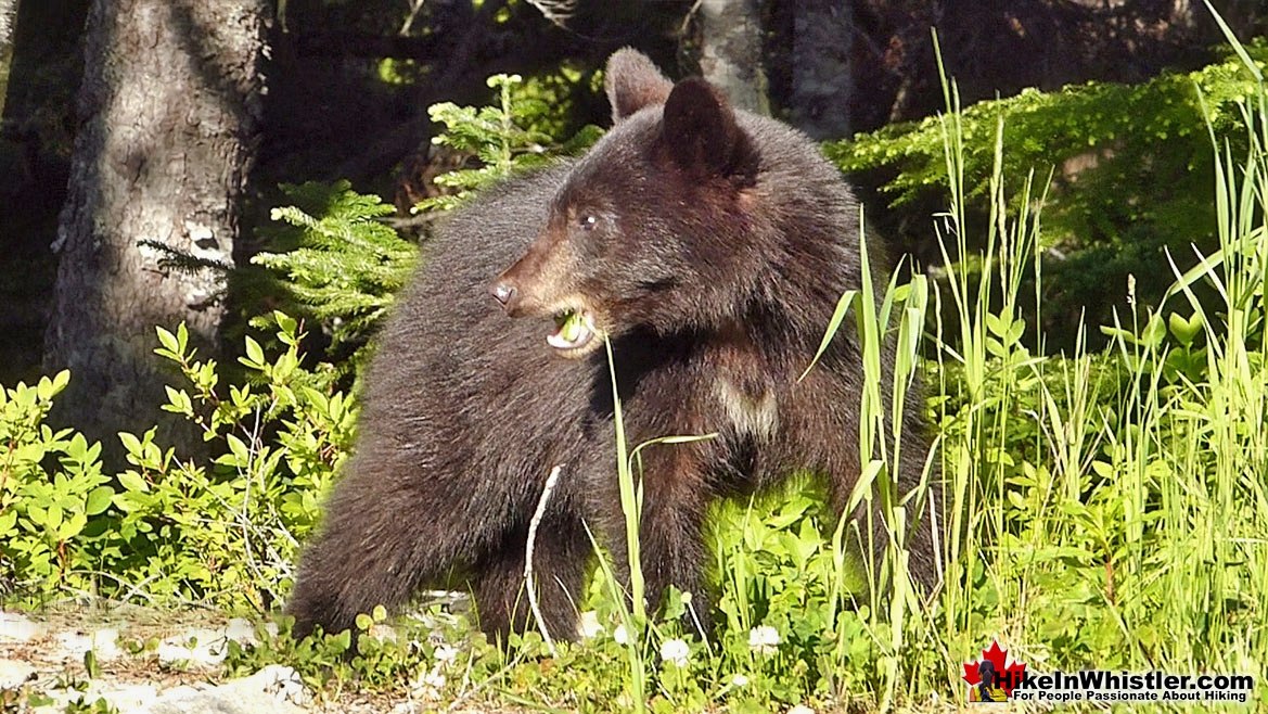 Bear Near Madeley Lake