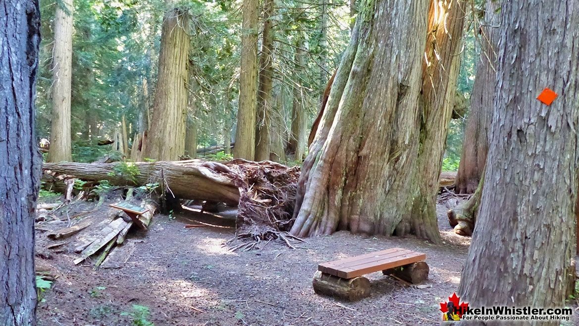 Ancient Cedars 2021 Trail Altering Deadfall