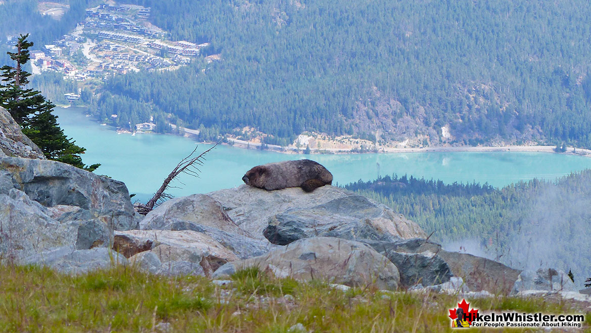 Hoary Marmot on Blackcomb