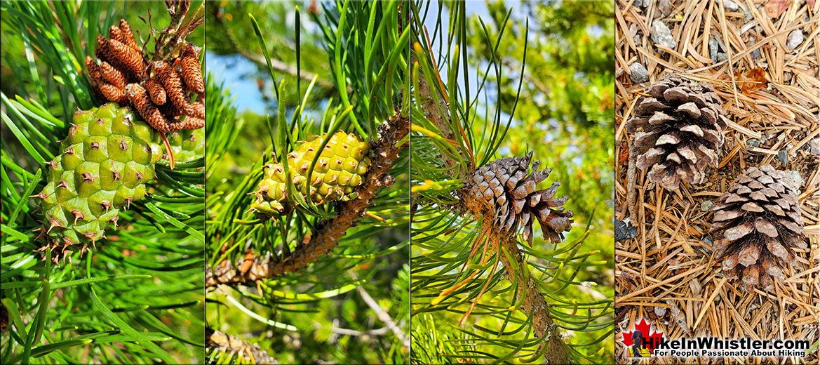 Lodgepole Pine Cones Lifespan