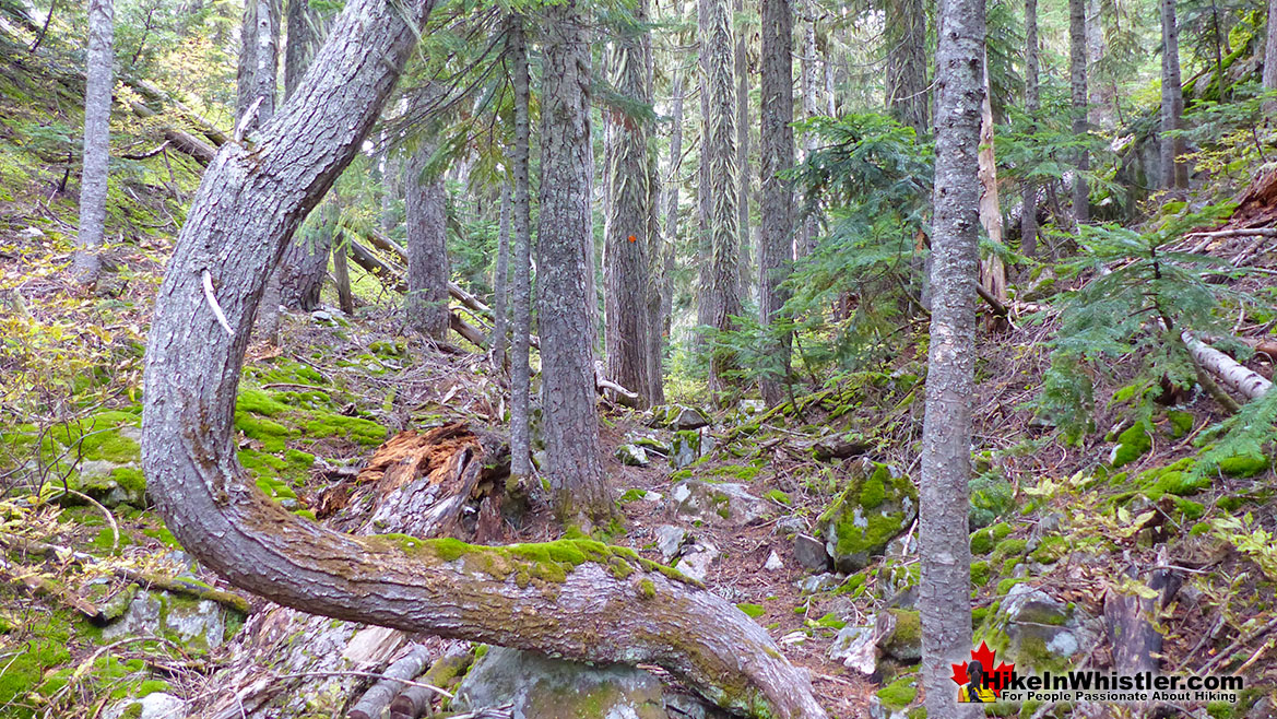 Whistler Trees: Mountain Hemlock Bent Shape