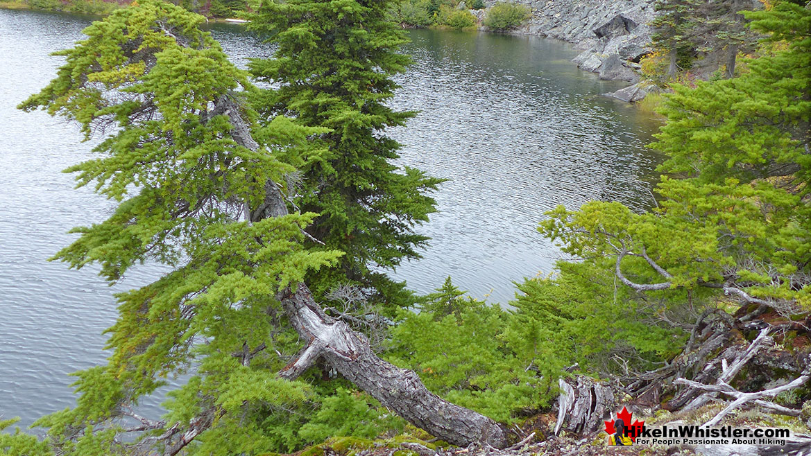 Whistler Trees: Mountain Hemlock Bent Shape