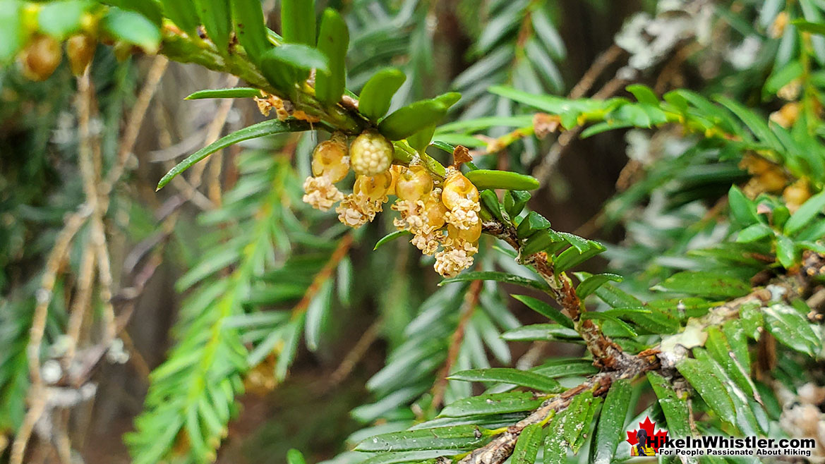 Pacific Yew Pollen