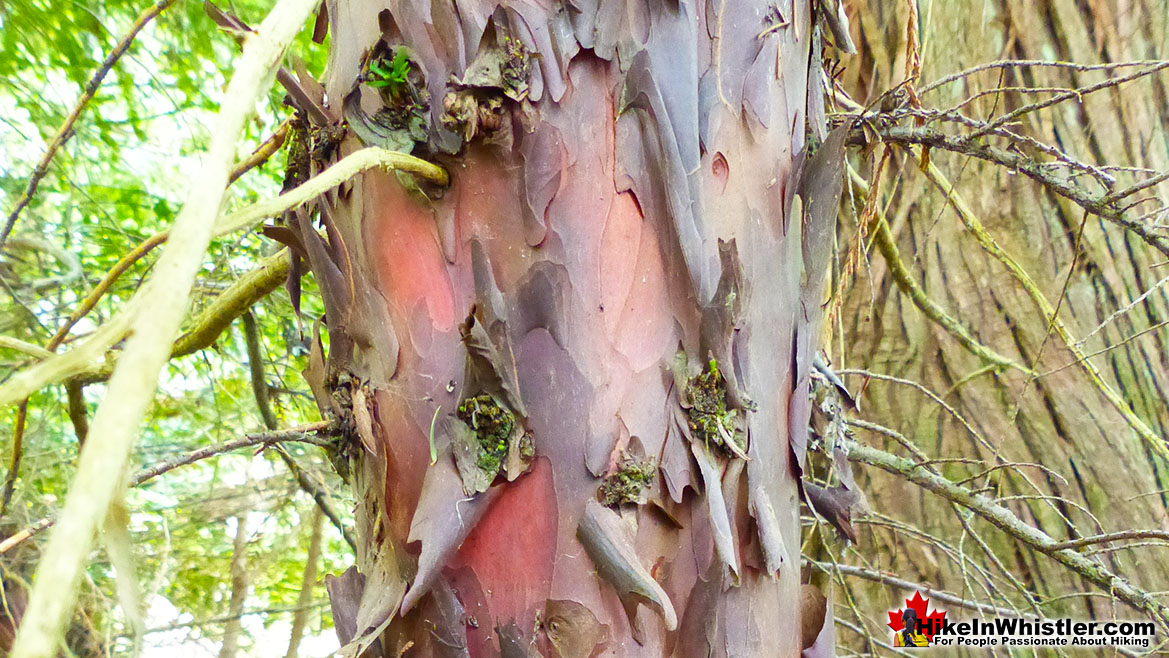 Pacific Yew Colourful Bark