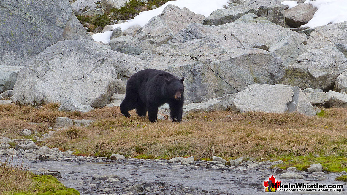 Spearhead Range Bear on Blackcomb