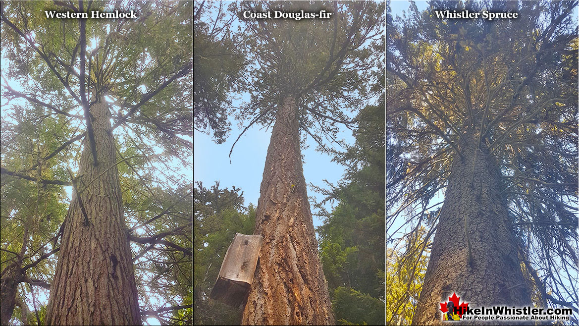 Western Hemlock Tree Comparison