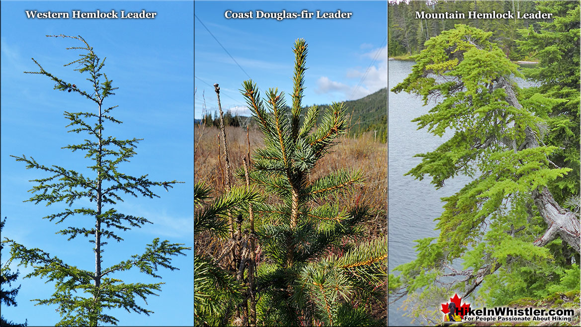 Leaders Hemlock Douglas-fir and Mountain