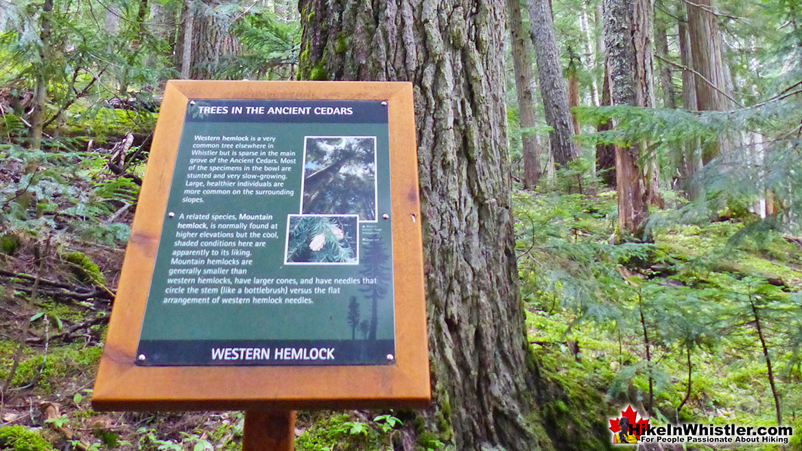 Western Hemlock Info at Ancient Cedars