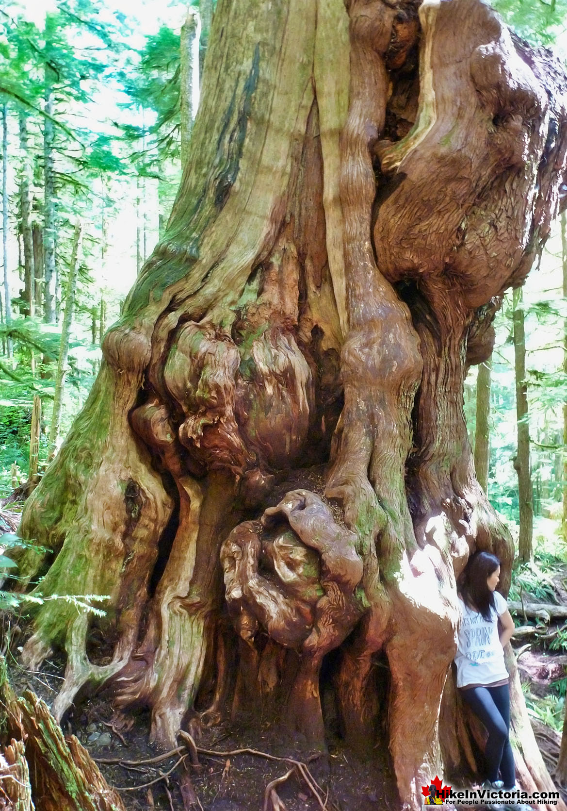 Avatar Grove Gnarly Cedar