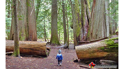 Dog Friendly Whistler Ancient Cedars