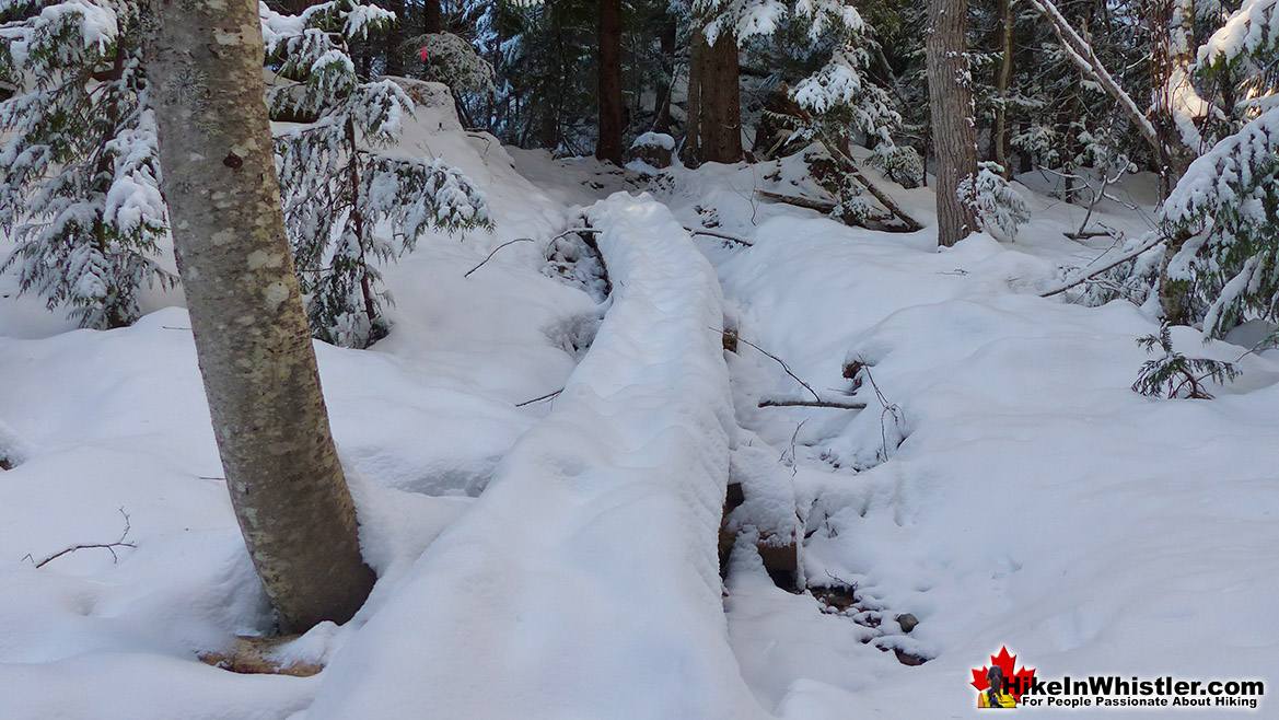 Snowshoeing the Sirloin Trail