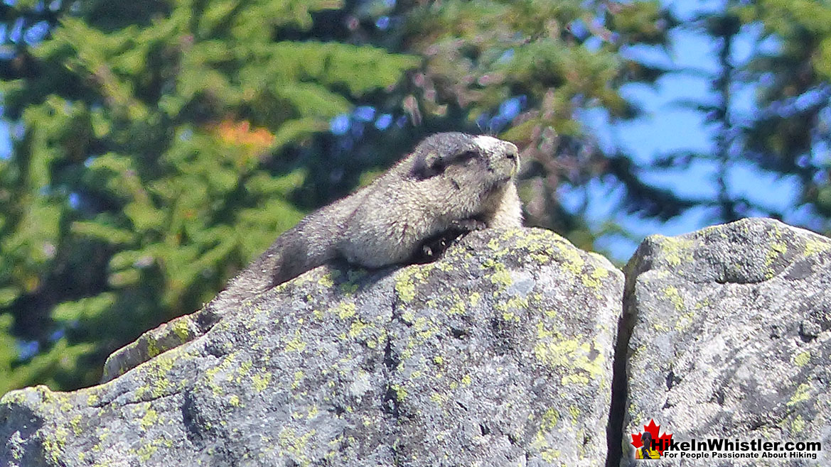 Hoary Marmot at Cirque Lake