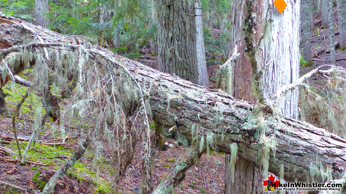 Newt Lake Trail Windfall Tree Marker